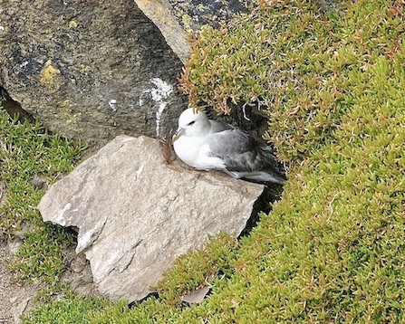 fulmar